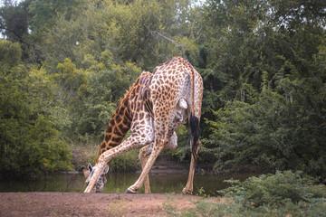 How tall can a Giraffe be? We just found out at the Kruger Park in South Africa, making the safari