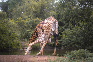 How tall can a Giraffe be? We just found out at the Kruger Park in South Africa, making the safari