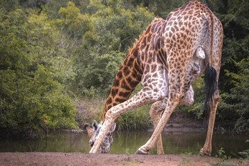 How tall can a Giraffe be? We just found out at the Kruger Park in South Africa, making the safari
