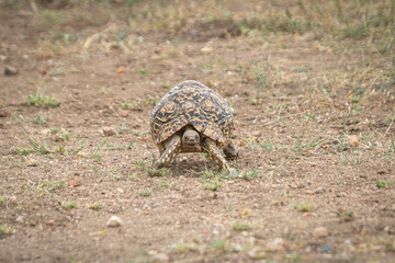 leopard tortoise is hard to find, but once you make it, it is lovely to watch them so small among...