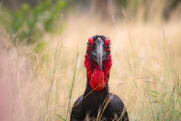 southern ground hornbill are huge and it is amazing to spot them around in South Africa