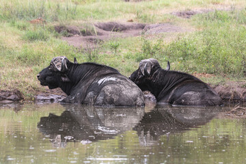 Huge buffalos are everywhere on Kruger, but it is awesome to see them. Too strong and imponent
