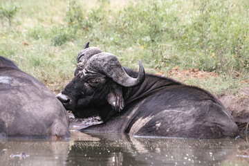 Huge buffalos are everywhere on Kruger, but it is awesome to see them. Too strong and imponent