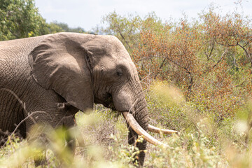 Wild elephant on the safari in South Africa on Kruger National Park