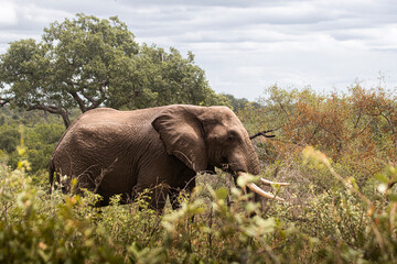 Obraz premium Wild elephant on the safari in South Africa on Kruger National Park