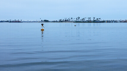 Brown Pelican perched on a white and yellow buoy floating in calm blue water od Sail bay in the...