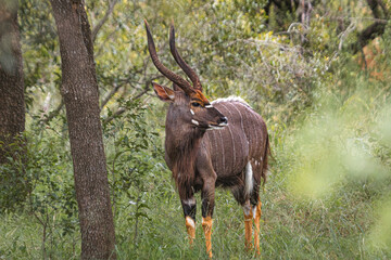 Inhale was maybe the most beautiful animal on Kruger