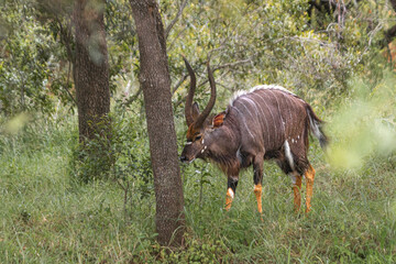 Inhale was maybe the most beautiful animal on Kruger