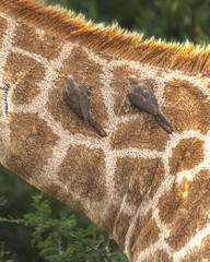 How tall can a Giraffe be? We just found out at the Kruger Park in South Africa, making the safari