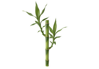Fototapeta premium Lush bamboo stalk with vibrant green leaves against a black background.