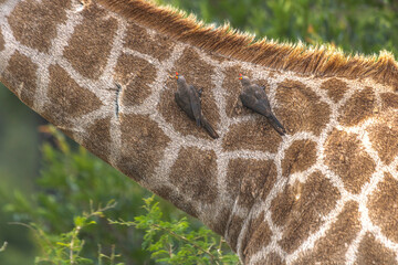 How tall can a Giraffe be? We just found out at the Kruger Park in South Africa, making the safari