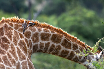 How tall can a Giraffe be? We just found out at the Kruger Park in South Africa, making the safari