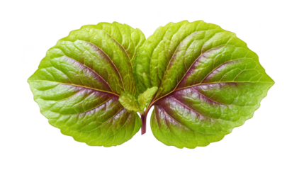 Striking green leaf with intricate purple veins, a closeup of nature's exquisite design and vibrant beauty