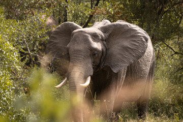 Wild elephant on the safari in South Africa on Kruger National Park