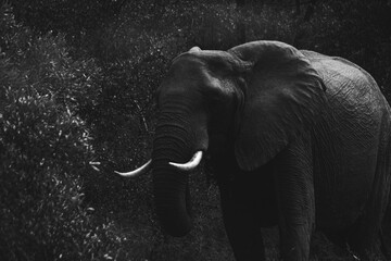 Wild elephant on the safari in South Africa on Kruger National Park