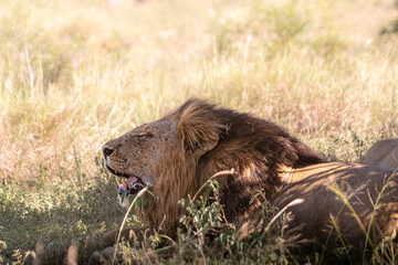 Lioness and lions are the most powerful animals on Kruger and all South Africa and you can feel...