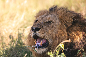 Lioness and lions are the most powerful animals on Kruger and all South Africa and you can feel...