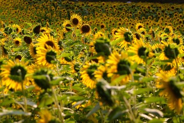 The setting sun shines on a field of a million sunflowers