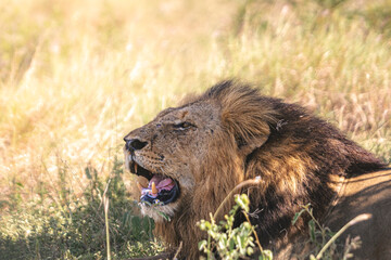 Lioness and lions are the most powerful animals on Kruger and all South Africa and you can feel...