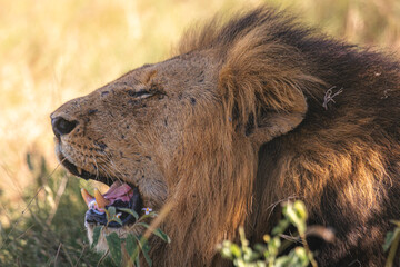 Lioness and lions are the most powerful animals on Kruger and all South Africa and you can feel...