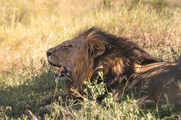 Lioness and lions are the most powerful animals on Kruger and all South Africa and you can feel...