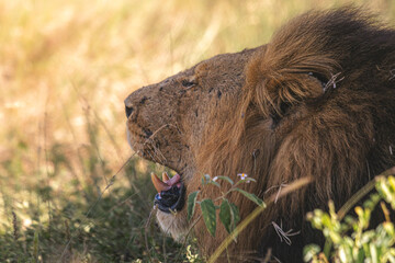 Lioness and lions are the most powerful animals on Kruger and all South Africa and you can feel...