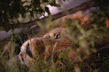 Lioness and lions are the most powerful animals on Kruger and all South Africa and you can feel that from them as soon as you look at them