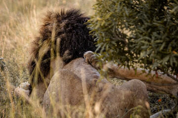 Lioness and lions are the most powerful animals on Kruger and all South Africa and you can feel that from them as soon as you look at them