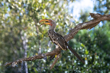 Southern Yellow-billed Hornbill is famous and popular at the Kruger National Park