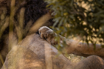 Lioness and lions are the most powerful animals on Kruger and all South Africa and you can feel that from them as soon as you look at them