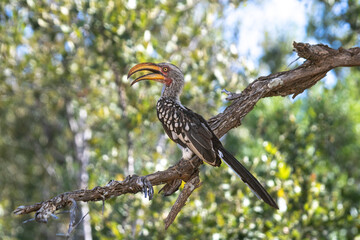 Southern Yellow-billed Hornbill is famous and popular at the Kruger National Park