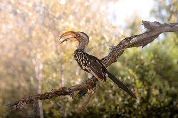 Southern Yellow-billed Hornbill is famous and popular at the Kruger National Park