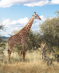 How tall can a Giraffe be? We just found out at the Kruger Park in South Africa, making the safari