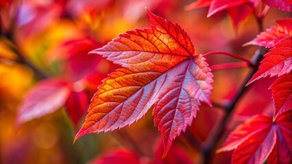 Vibrant red and orange maple leaves in a forest during the beautiful fall season