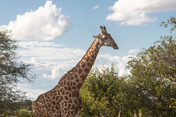 How tall can a Giraffe be? We just found out at the Kruger Park in South Africa, making the safari