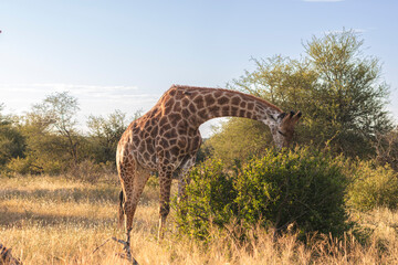 How tall can a Giraffe be? We just found out at the Kruger Park in South Africa, making the safari