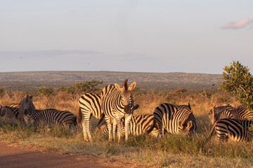 Naklejka premium Zebra is one of the coolest animal to find on the Kruger Safari, South Africa