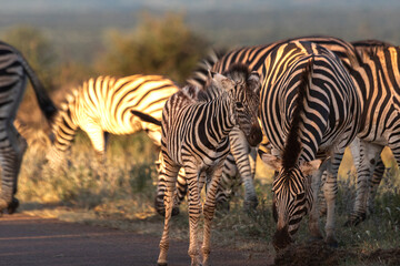 Zebra is one of the coolest animal to find on the Kruger Safari, South Africa