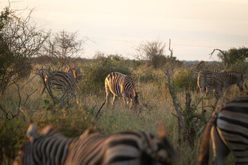 Zebra is one of the coolest animal to find on the Kruger Safari, South Africa