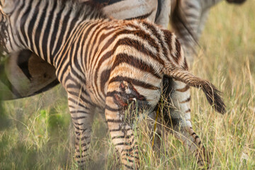 Zebra is one of the coolest animal to find on the Kruger Safari, South Africa