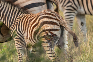 Zebra is one of the coolest animal to find on the Kruger Safari, South Africa