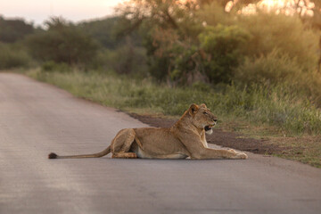 Lioness and lions are the most powerful animals on Kruger and all South Africa and you can feel that from them as soon as you look at them © klaussegon