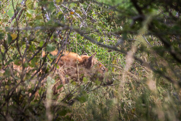 Beautiful hyena on the middle of Kruger in South Africa