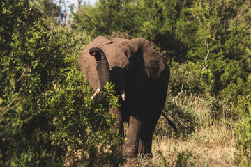 Fototapeta premium Wild elephant on the safari in South Africa on Kruger National Park