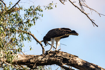 An eagle on the Kruger National Park, South Africa