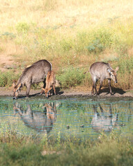 Waterbucks near the water in Kruger South Africa