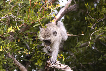 Monkeys are everywhere in Kruger and it is easy to spot them on the trees