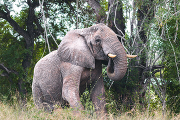 Wild elephant on the safari in South Africa on Kruger National Park