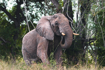 Wild elephant on the safari in South Africa on Kruger National Park