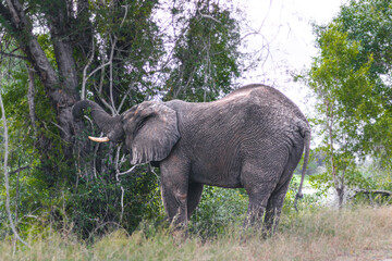 Wild elephant on the safari in South Africa on Kruger National Park